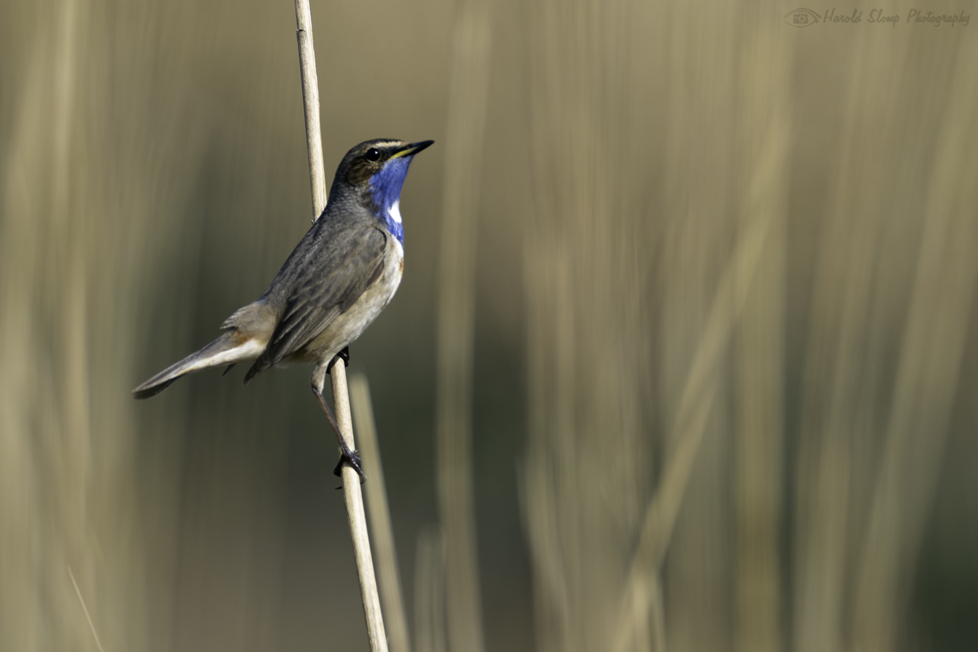 Blauwborst