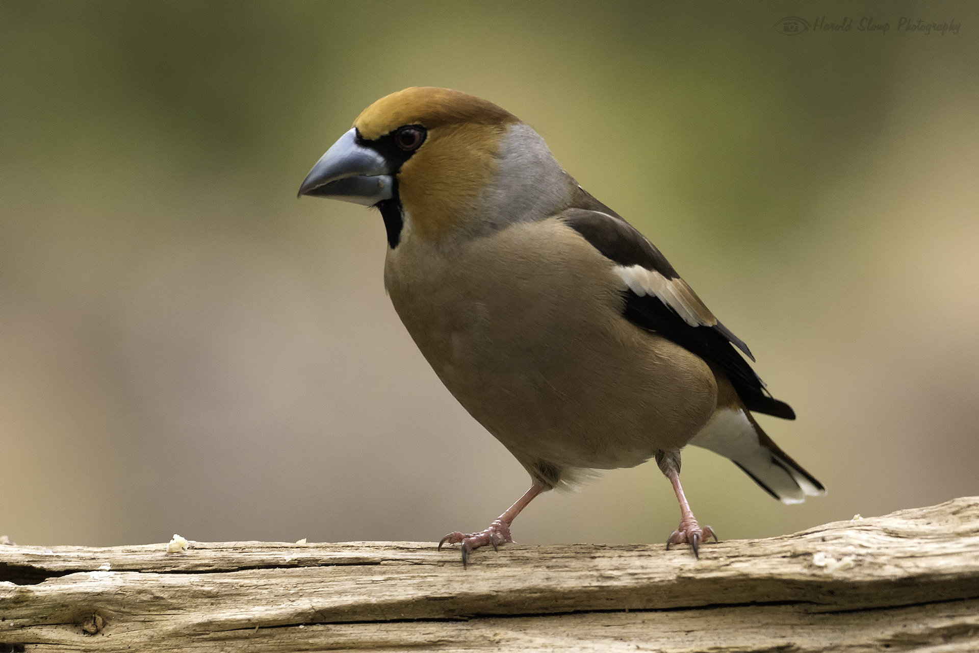 Appelvink