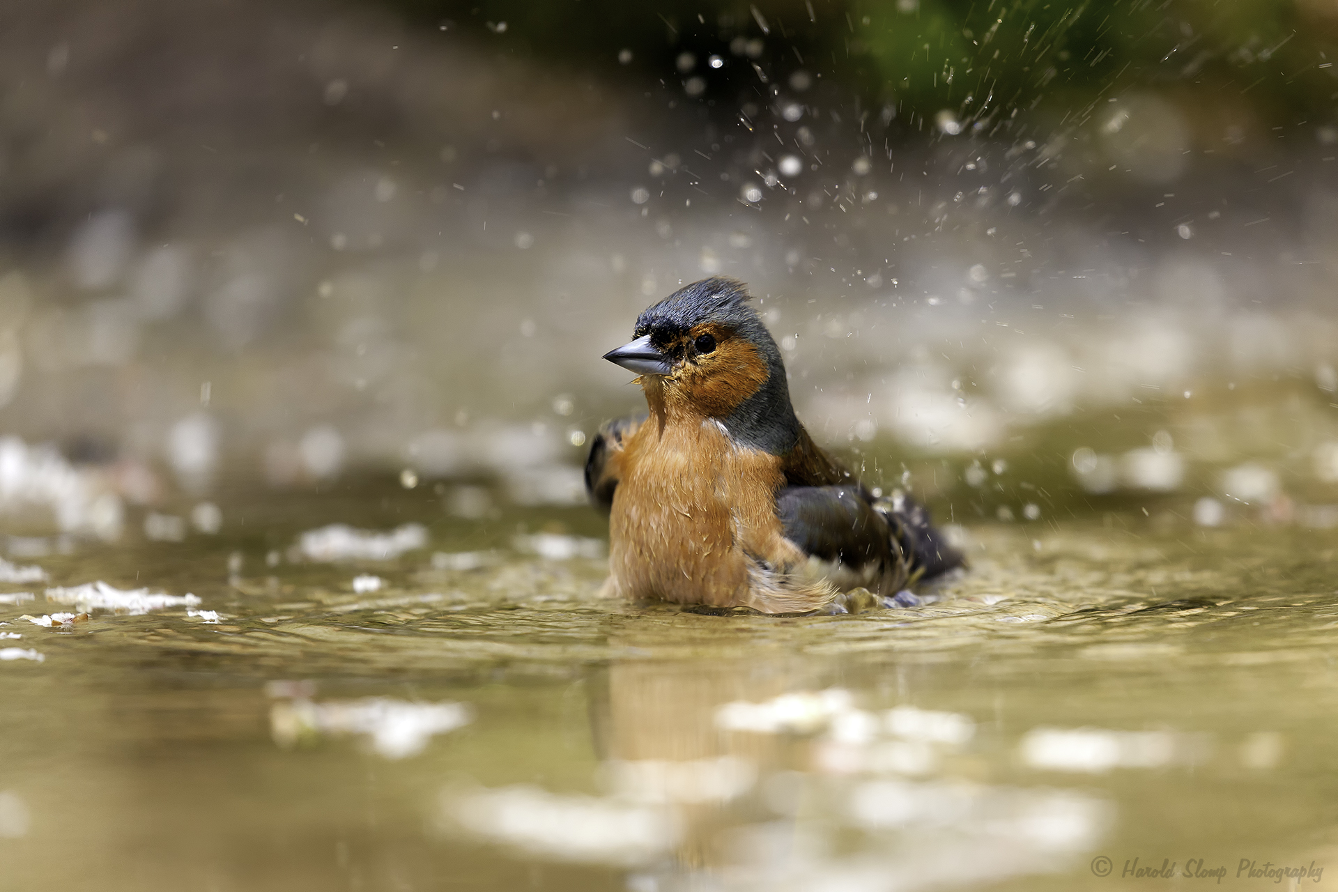 Vink