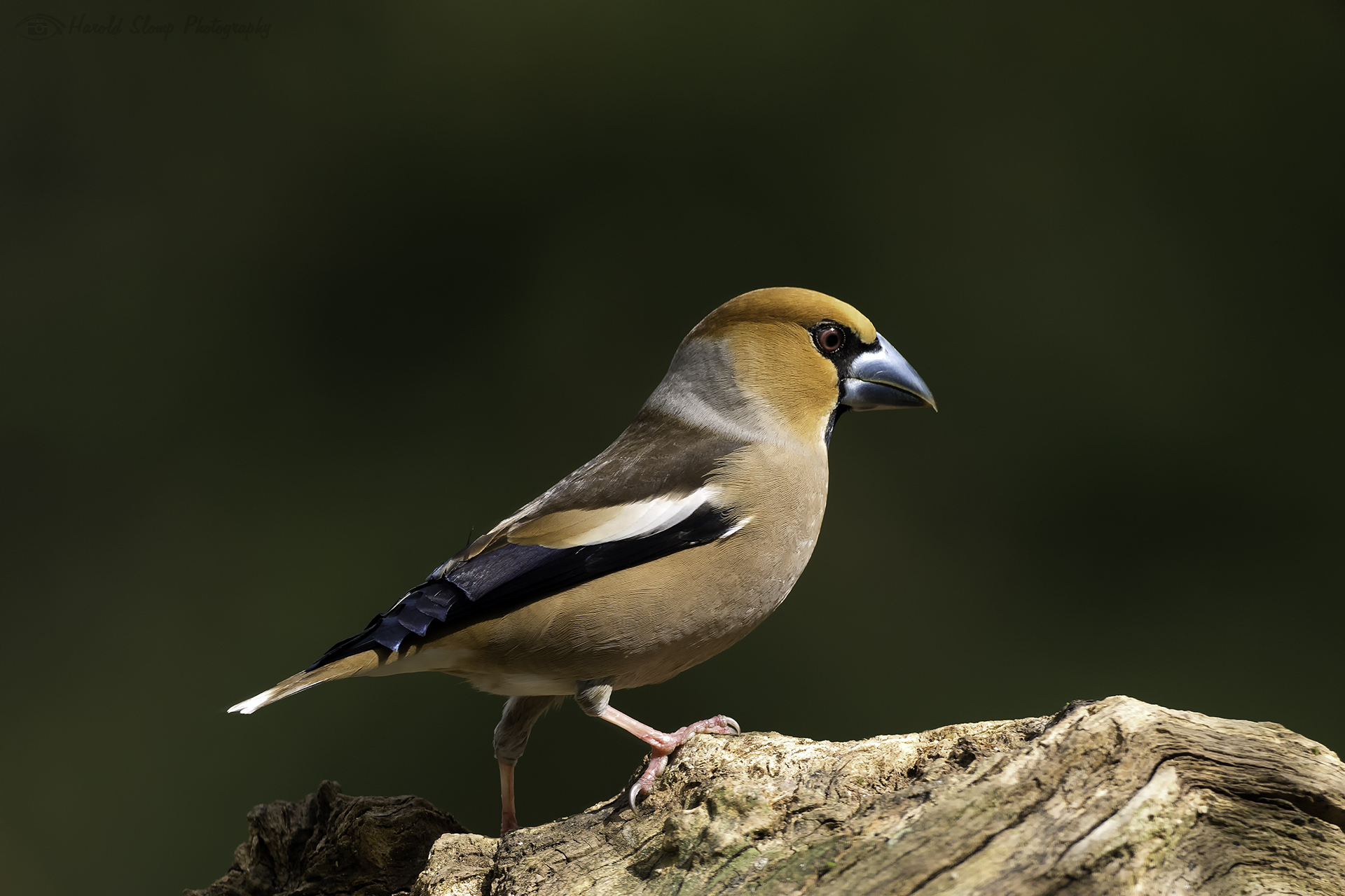 Appelvink