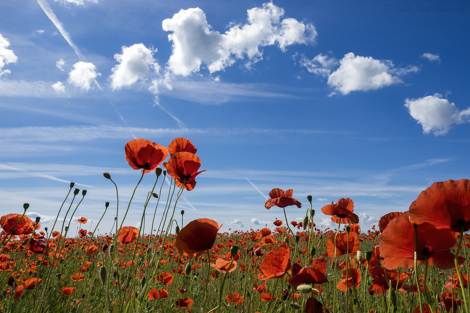 Poppy's