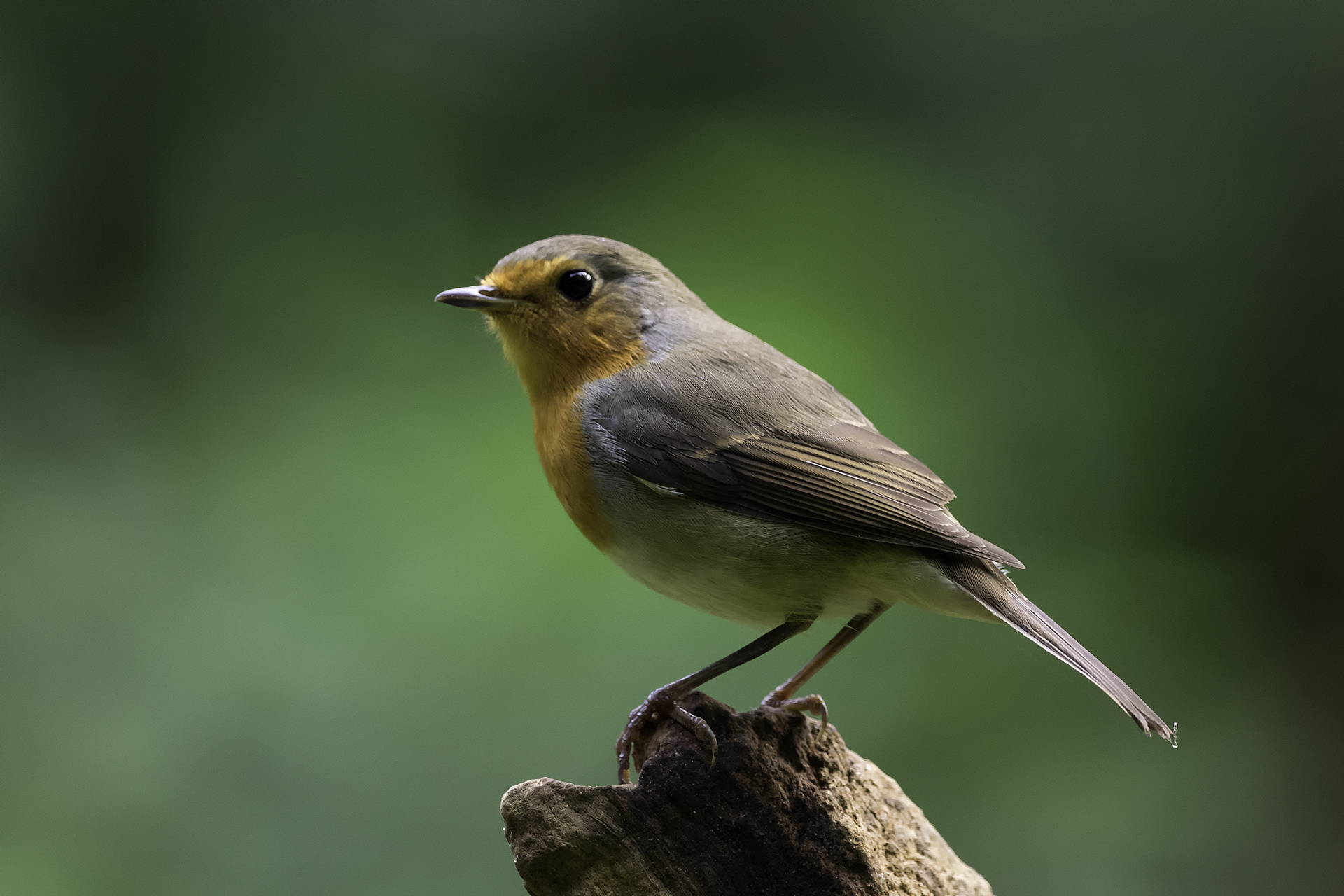 Roodborst