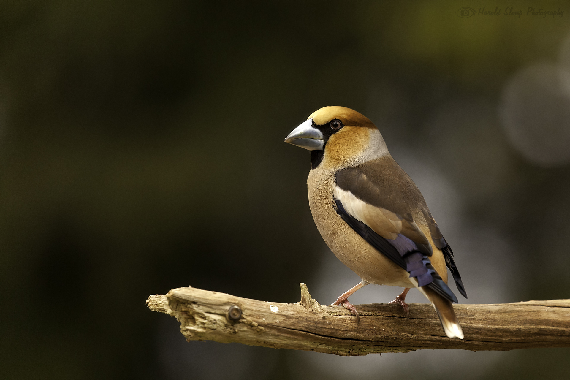 Appelvink