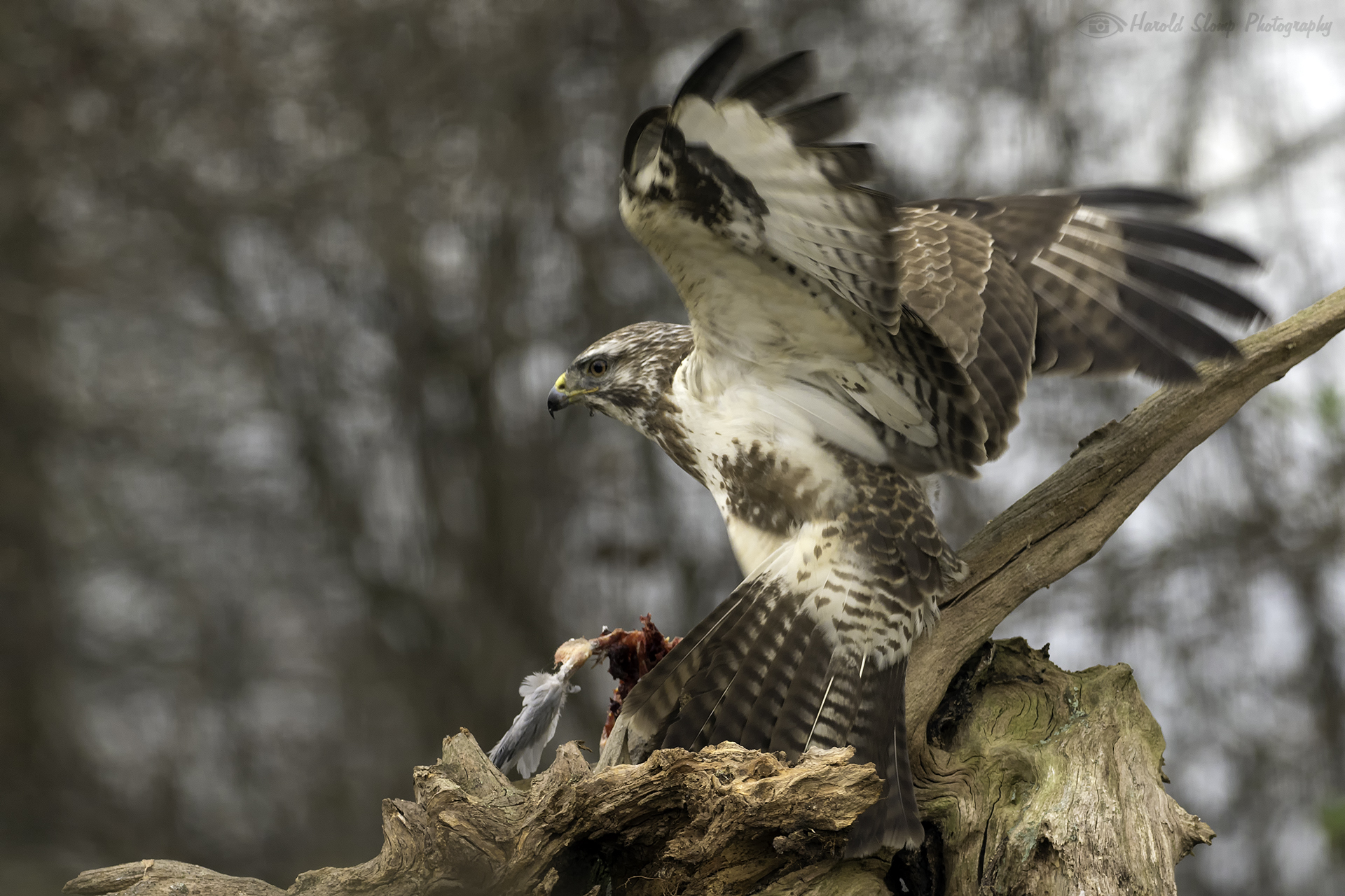 Buizerd