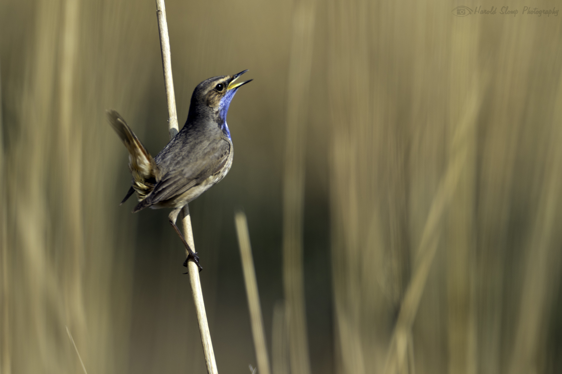 Blauwborst