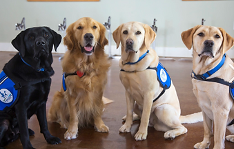 Labrador Retriever Service Dog Labrador Retriever Breeder in California Labrador Retriever Puppy in California Emotional Support Dog