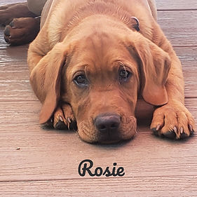 Labrador Retriever Breeder in California Labrador Retriever Breeder in Paso Robles Labrador Retriever Puppies for Sale in California Labrador Retriever Puppies for sale in Paso Robles