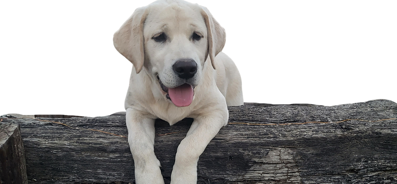 Labrador Retriever Breeder in California Labrador Retriever Breeder in Paso Robles Labrador Retriever Puppies for Sale in California Labrador Retriever Puppies for sale in Paso Robles
