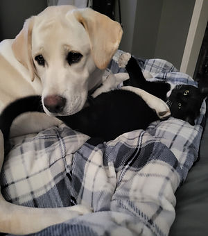 Labrador Retriever Puppies for sale Labrador Retriever Puppies Labrador Retriever dog breeders Labrador Retriever Puppies for Sale in California