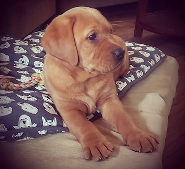 Labrador Retriever Breeder in California Labrador Retriever Breeder in Paso Robles Labrador Retriever Puppies for Sale in California Labrador Retriever Puppies for sale in Paso Robles