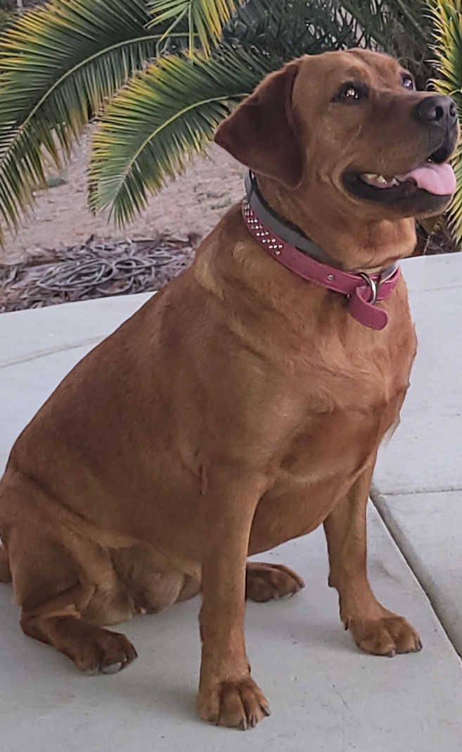 Labrador Retriever Breeder in California Labrador Retriever Breeder in Paso Robles Labrador Retriever Puppies for Sale in California Labrador Retriever Puppies for sale in Paso Robles