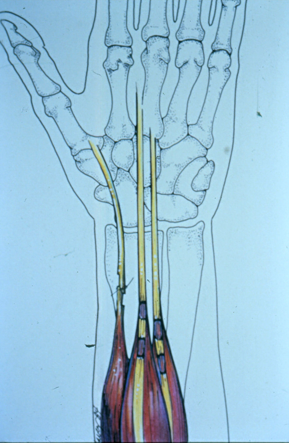 Wrist Musculature