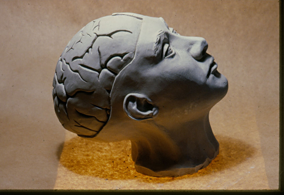 Head (Cutaway to Brain folds)