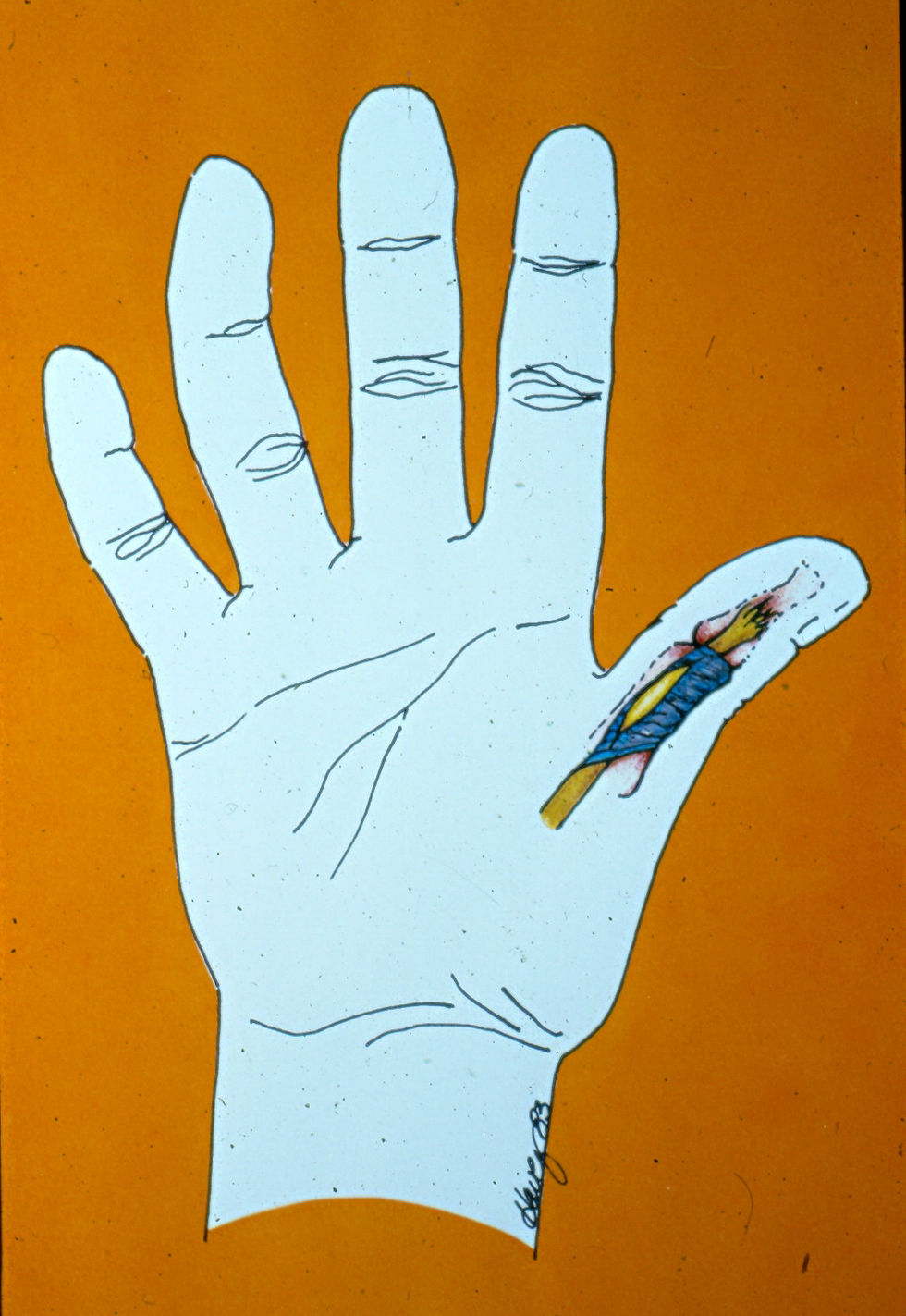 Thumb Musculature