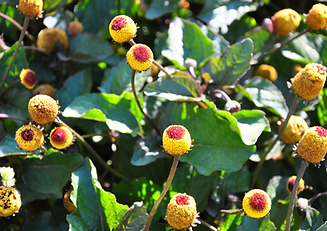 Acmella flower used as a natural firming botanical in skincare.