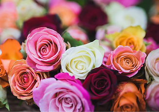 Fresh colourful roses used in natural skincare