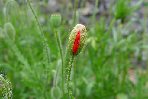 P1000005.JPG