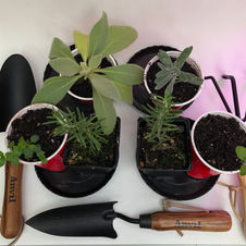 Herb Garden Starter Kit