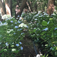 Garden walks amongst the Hydranges