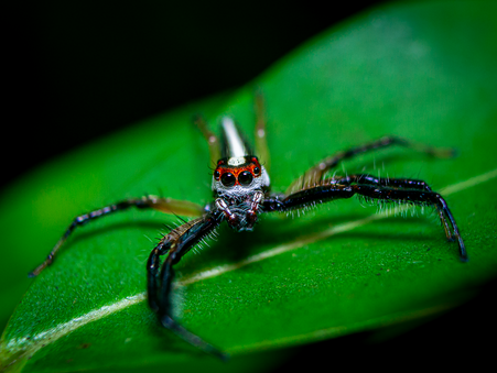 Two striped jumping spiders