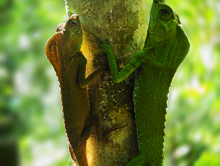 Hump Nosed Lizards