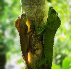 Lizards