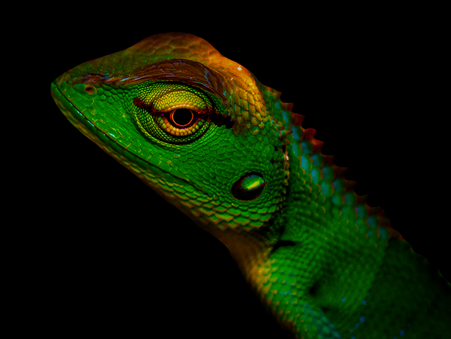 Oriental garden lizard