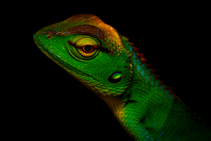 Lizard
