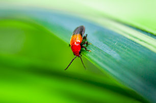 Beetles