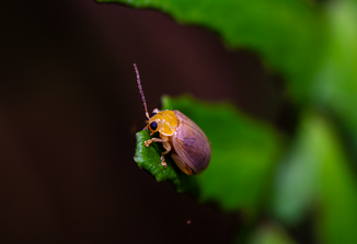 Beetle