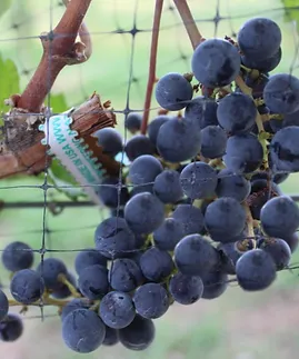 BoaFang Grapes