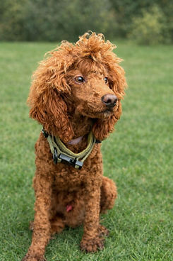 AKC Mini Poodle sire Rooster at Life Unleashed Farm