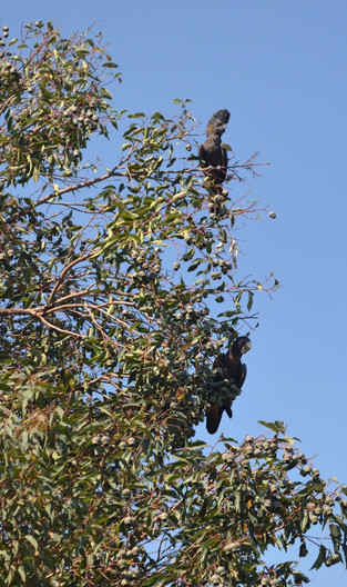 Forest Red-tailed Black Cockatoo