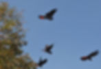 Forest Red-tailed Black Cockatoo
