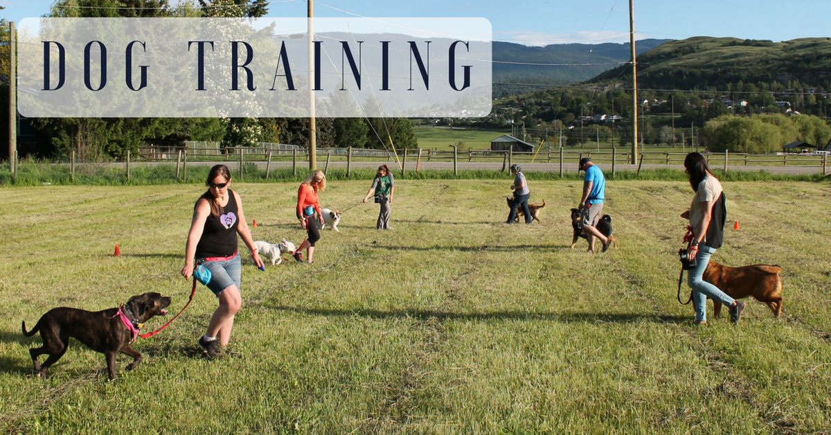 The Crate Escape Vernon Dog Training, Walking and Boarding