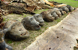 gorilla poaching