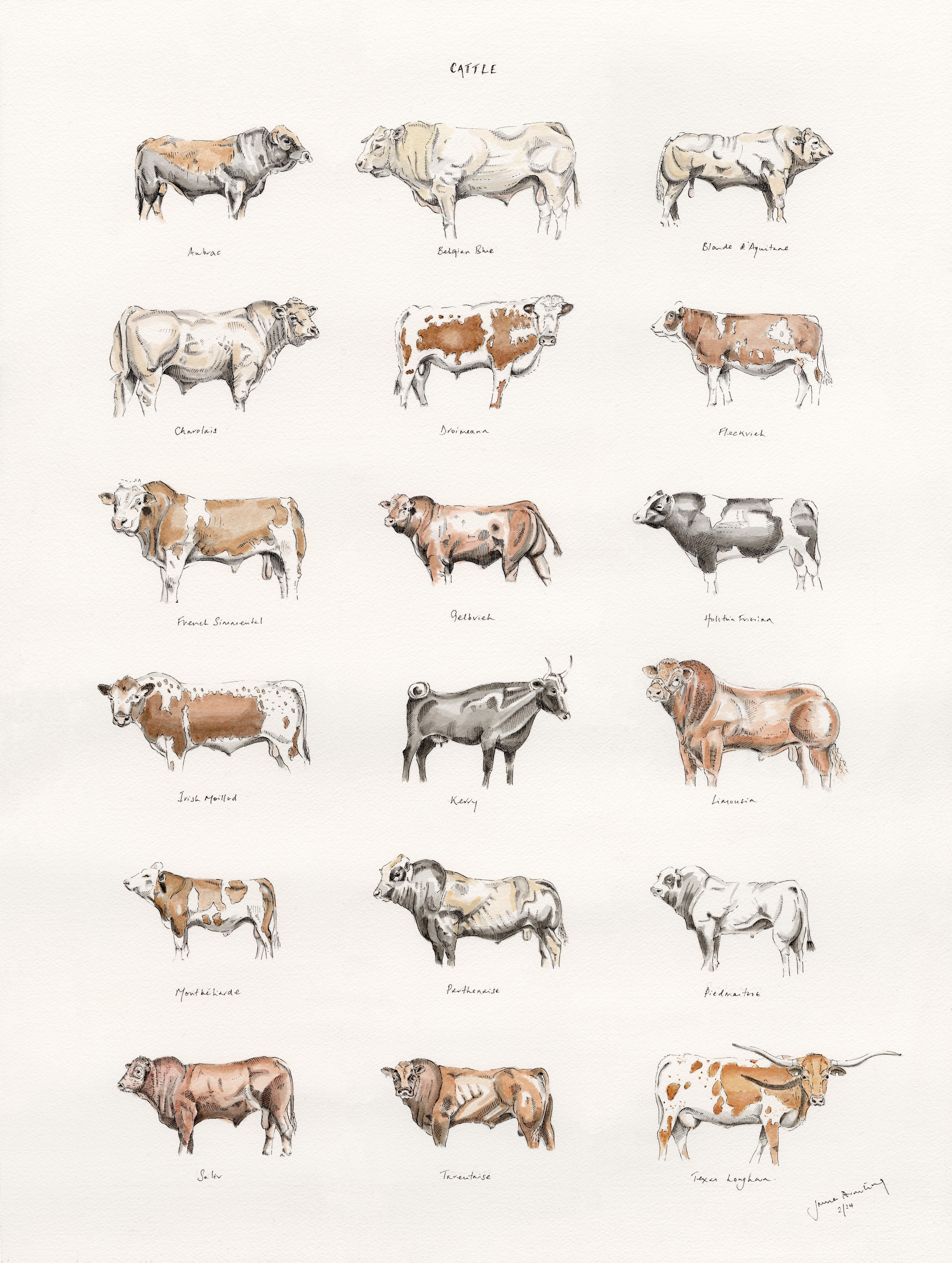 Cattle