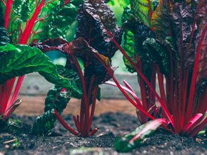 Sustainable Cultivation Tips for Your Garden From Ours