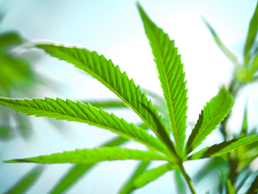 Understanding the Endocannabinoid System