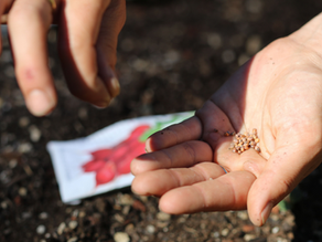 Agriculture's Impact on the Environment (And How We Can Improve It)