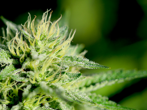 Indica, Sativa, Hybrid: How Are They Different?