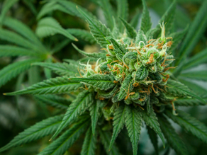 The Many Cannabinoids and Terpenes