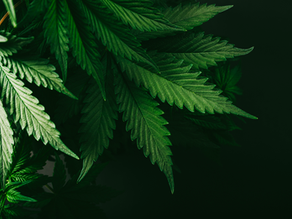 Mendocino County Hires Cannabis Professional Kristin Neveldal as the Cannabis Program Manager