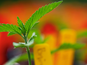 Clones vs. Seeds - Why Some Farmers Choose One Over The Other