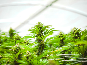 What is CBG?