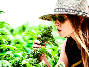 Where Quality Product Meets Supporting Your Small, Local Farmer