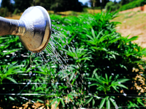 Sustainable Growing Methods and the Cannabis Industry