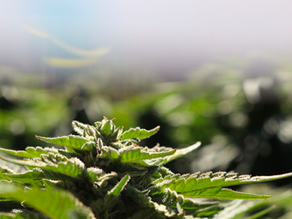 Touring the Farms of Hive Mendocino
