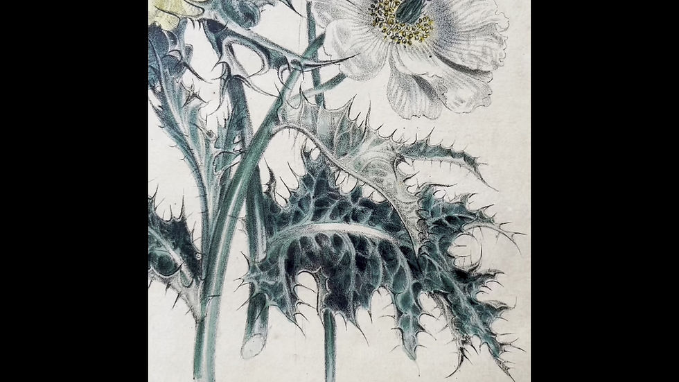 Thumbnail: Poppies and Anemones - Jane Webb Loudon