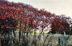 Sumac in Autumn